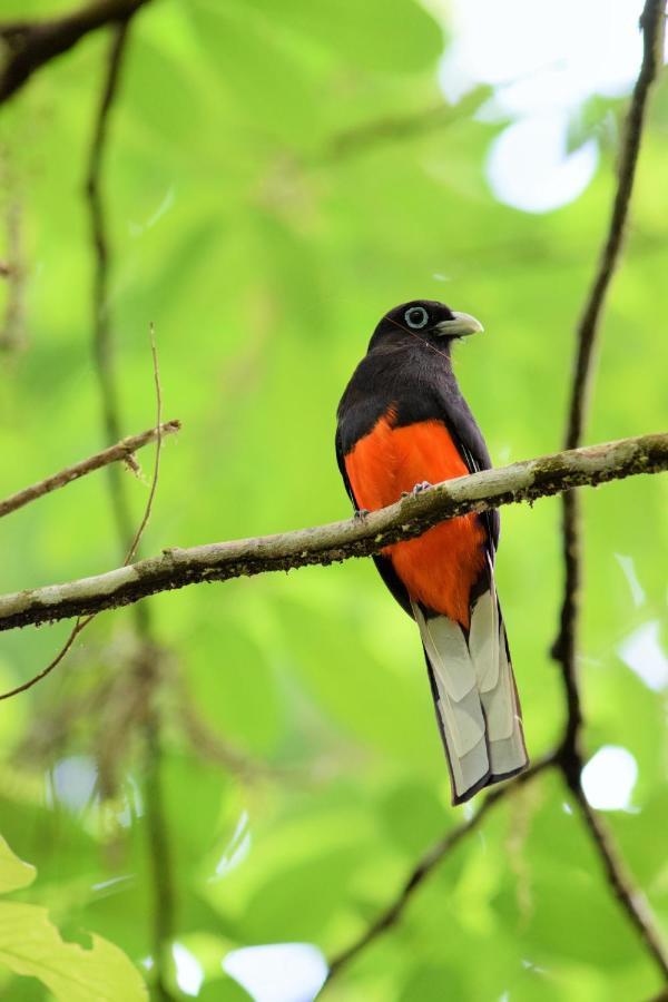 Esquinas Rainforest Lodge Golfito Kültér fotó