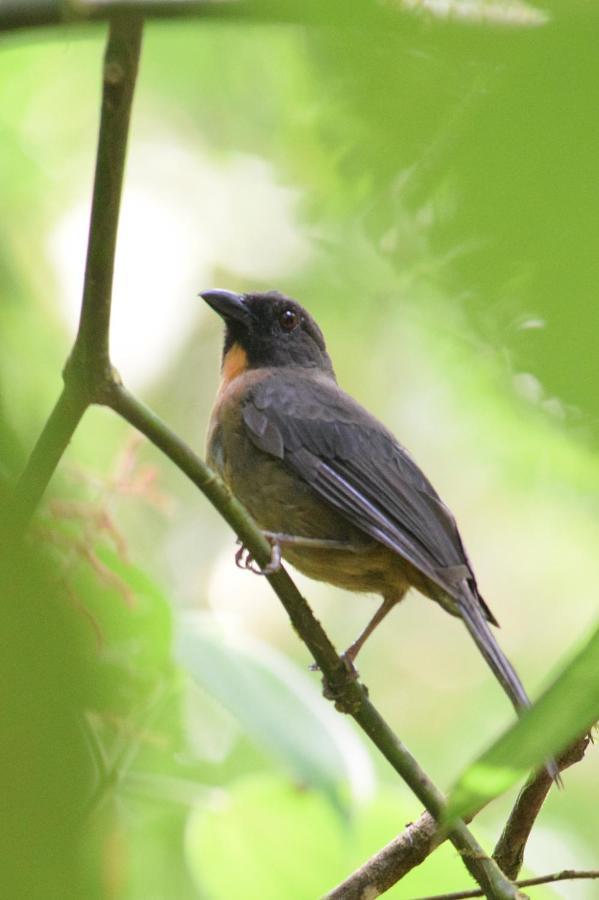 Esquinas Rainforest Lodge Golfito Kültér fotó
